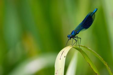 Macro photograph of a iridescent blue damselfly on a leaf