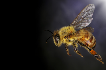 Undervaluing our natural world hero