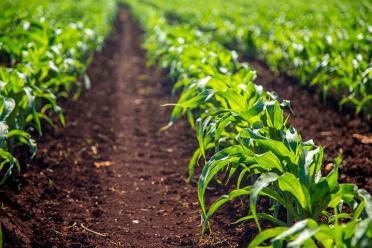 5 Ways Food Security Soil Health
