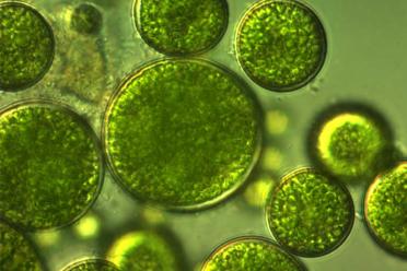 Decoding systems algae cell