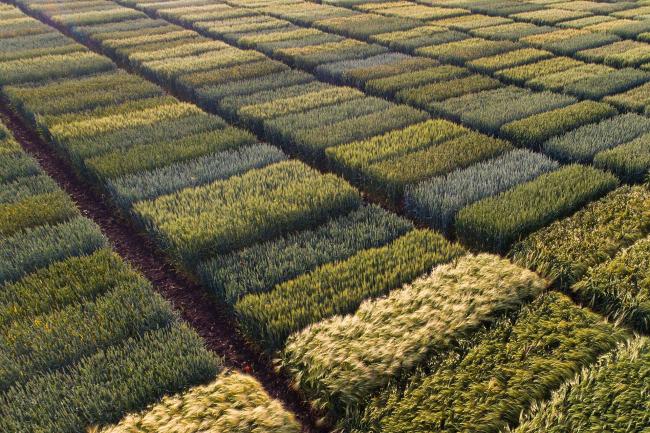 An aerial photo of plots of trial crops in a field trial